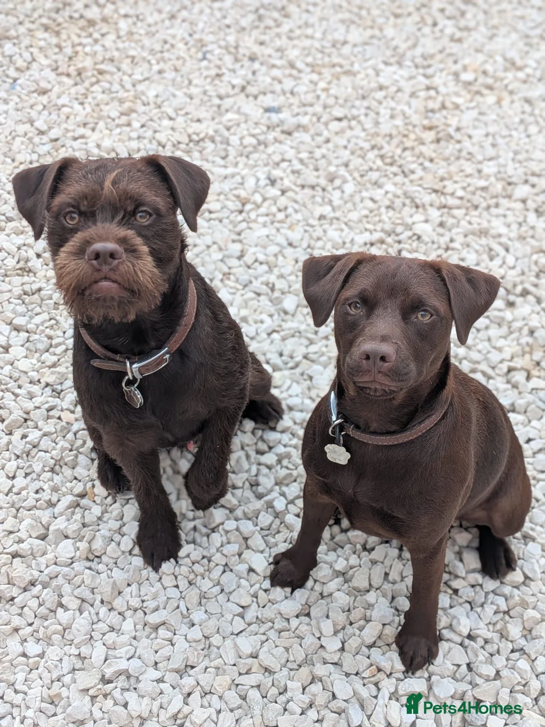 Patterdale Terrier dogs for sale: Patterdales for Rehoming  - Advert 1