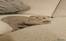 Scottish Fold cats for sale: 🐱British Shorthair x Scottish Fold Kittens🐱 - Advert 17