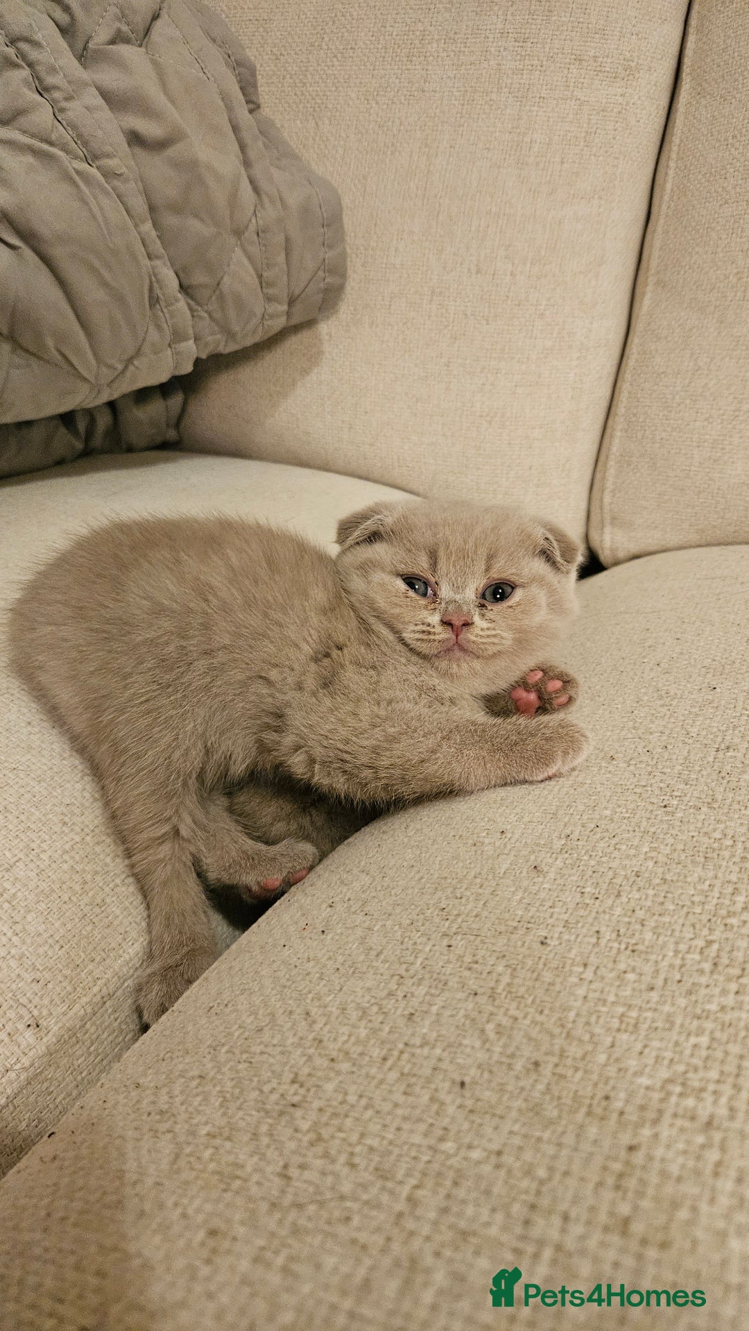 Scottish Fold cats for sale: 🐱British Shorthair x Scottish Fold Kittens🐱 - Advert 17
