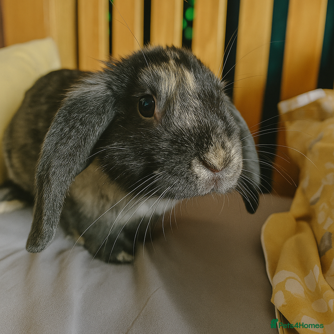 English Lop rabbits for sale: Rabbits  - Image 2