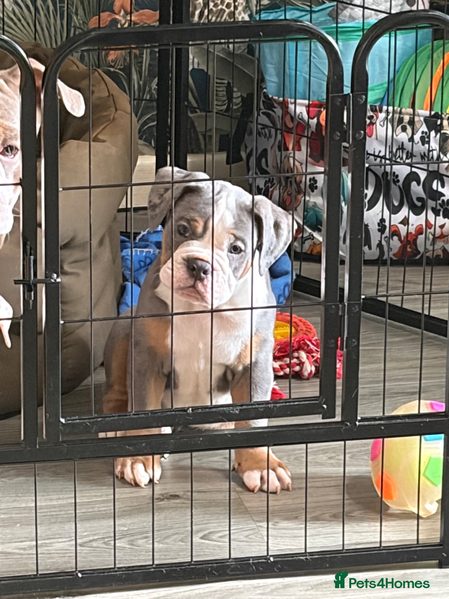 Olde English Bulldogge dogs One of a kind male puppy - Advert 16