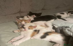 Mixed Breed cats for sale: 8 cute kittens for sale - 5 boys, 3 girls  - Image 18