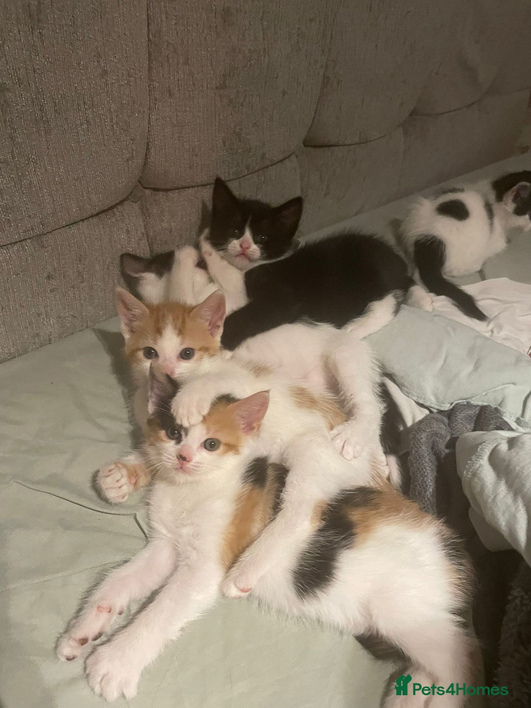 Mixed Breed cats for sale: 8 cute kittens for sale - 5 boys, 3 girls  - Image 18