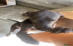 Pointer dogs for adoption: Emu, 8 months approx. Available for adoption. - Image 4