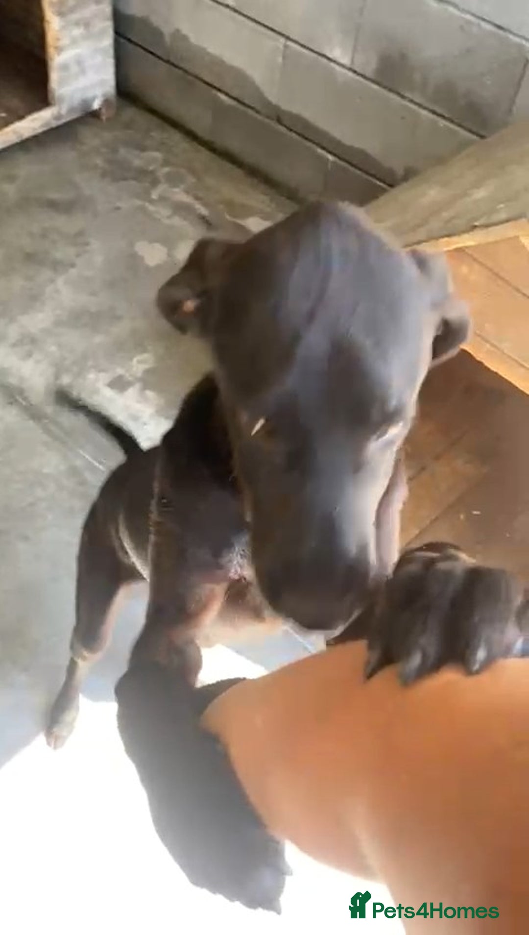 Pointer dogs for adoption: Emu, 8 months approx. Available for adoption. - Image 4