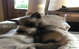 Tonkinese cats for sale: Exquisite Tonkdolls - Image 7