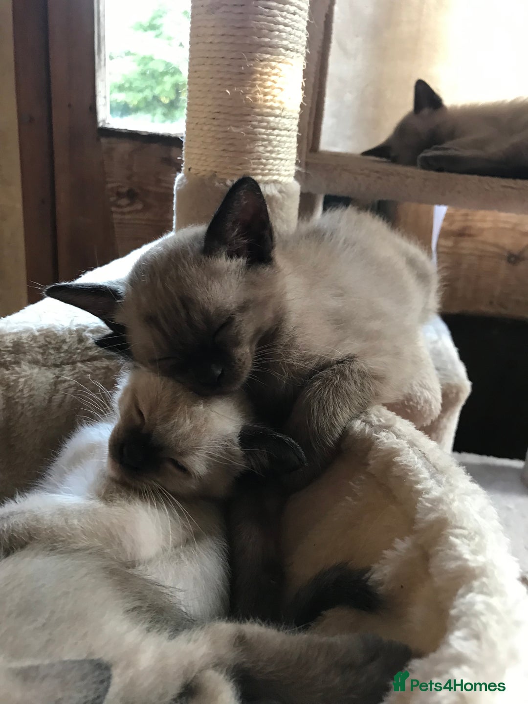 Tonkinese cats for sale: Exquisite Tonkdolls - Image 7