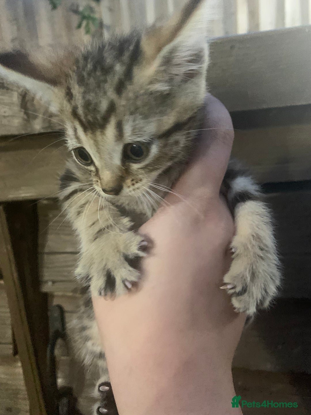 Persian cats for sale: ONLY 1 BOY 1 GIRL LEFT  - Image 4