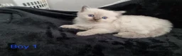 Ragdoll cats for sale: 4 Beautiful Ragdoll Kittens 🐯🌷🐯🪻🐯 - Advert 11
