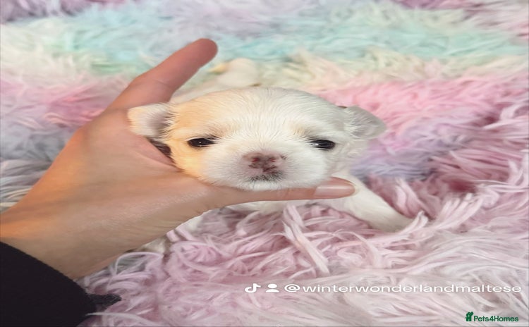 Maltese dogs 🩷Exclusive Tiny Full Korean Maltese Puppies🩵 - Advert 1