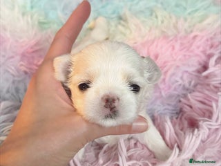 Maltese dogs 🩷Exclusive Tiny Full Korean Maltese Puppies🩵 - Advert 3