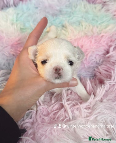 Maltese dogs 🩷Exclusive Tiny Full Korean Maltese Puppies🩵 - Advert 1