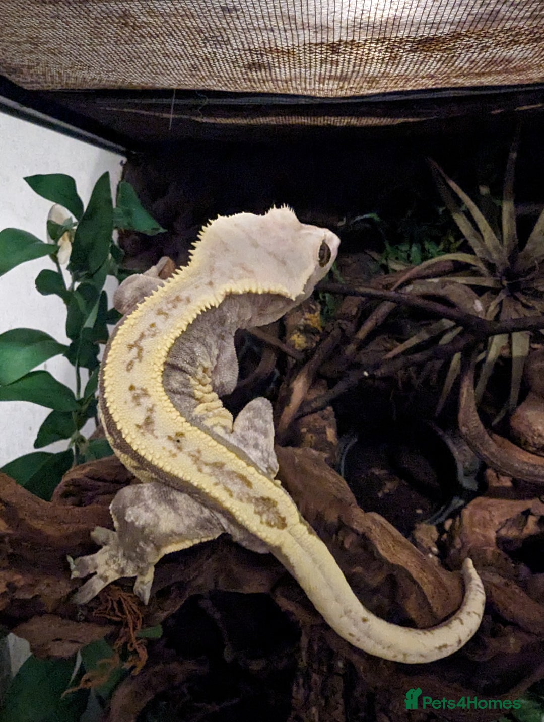 Gecko reptiles for sale: Adult crested geckos for rehoming  - Advert 3