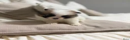 Pomeranian dogs for sale: POMERANIAN PUPPIES – BOYS & GIRLS in Stanford-le-Hope - Advert 23