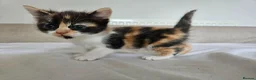 Mixed Breed cats for sale: Affectionate kittens - Advert 7