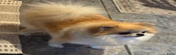 Pomeranian dogs for sale:  **  pom girl  in Epping - Advert 4