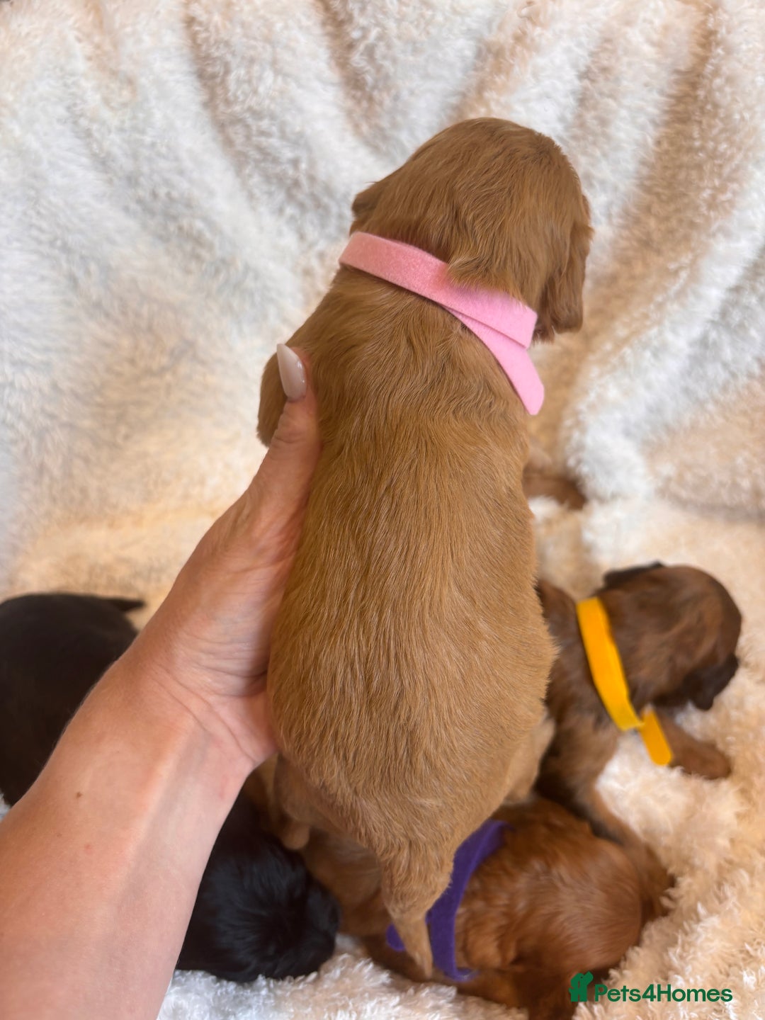 Irish Doodle dogs for sale: 🐾 F1 Beautiful Miniature Irish Doodle Puppies 🐾  - Image 19