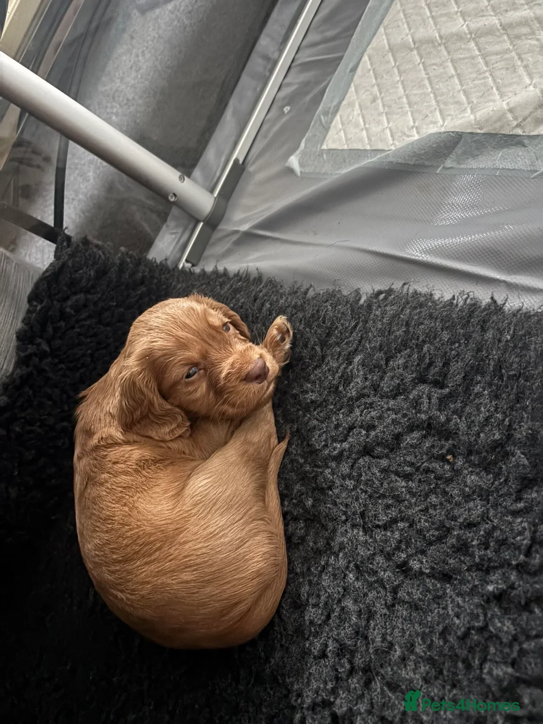 Cocker Spaniel dogs for sale: KC Registered Cocker Spaniel Puppies  - Advert 6