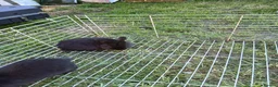 Mixed Breed rabbits for sale: Baby rabbits  - Advert 2