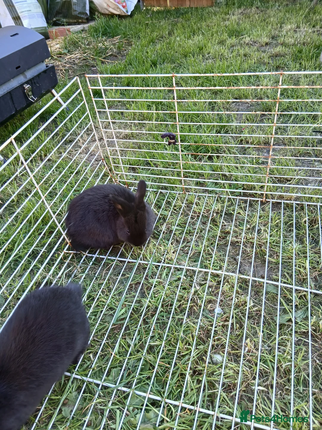 Mixed Breed rabbits for sale: Baby rabbits  - Advert 2