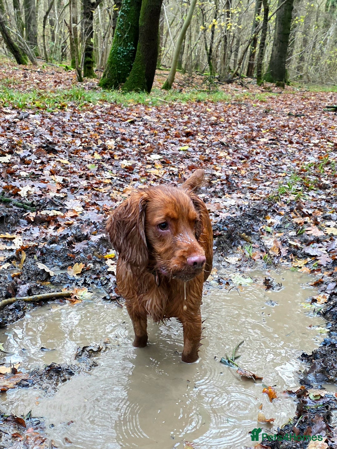 Cocker Spaniel dogs for sale: 11 months old Cocker Spaniel Bentley - Advert 9