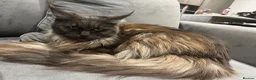 Maine Coon cats for sale: Maine Coon girl for sale - Advert 2