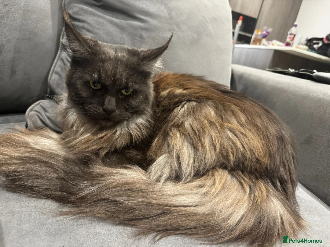 Maine Coon cats for sale: Maine Coon girl for sale - Advert 2