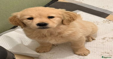 Golden Retriever dogs Golden Retriever Puppies - Advert 14