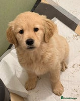 Golden Retriever dogs Golden Retriever Puppies - Advert 3