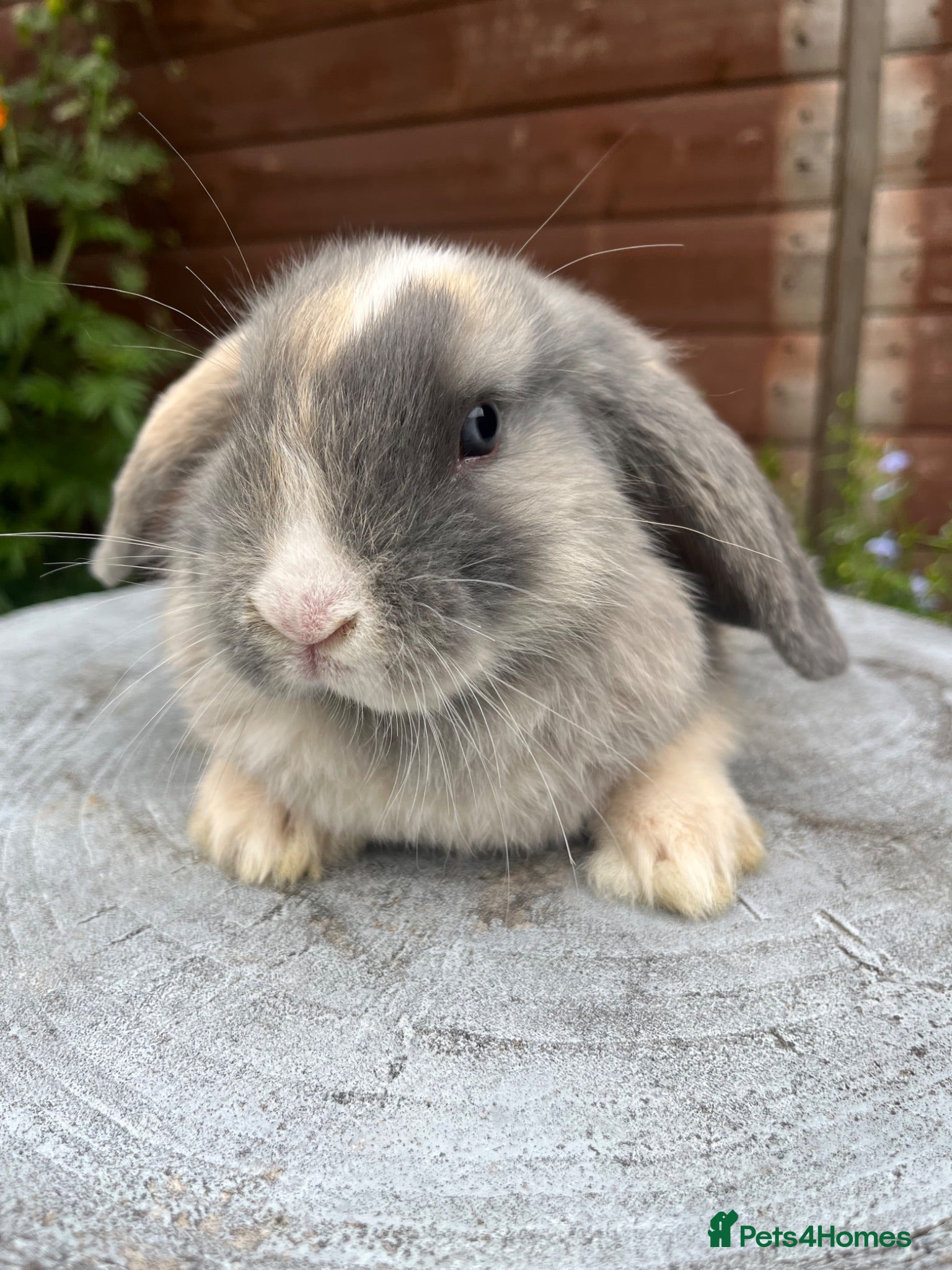 Mini Lop rabbits Gorgeous mini lops ready to go now   - Advert 5