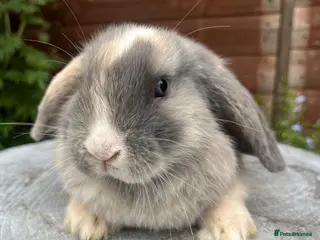 Mini Lop rabbits Gorgeous mini lops ready to go now - Advert 5