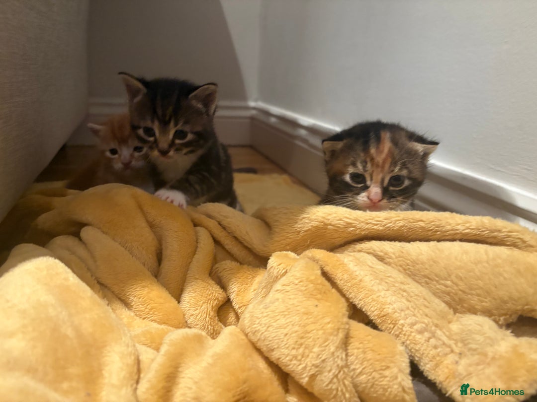 Mixed Breed cats for sale: Gorgeous mixed breed bengal and calico kittens - Advert 17