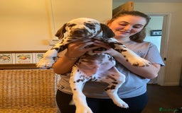 Dalmatian dogs for sale: Absolutely stunning liver puppy  - Image 30
