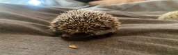 Pygmy Hedgehog rodents for sale: 3 Adorable 8-Week-Old Baby Hedgehogs Ready  - Advert 3