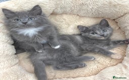 Mixed Breed cats for sale: BEAUTIFUL FLUFFY GREY KITTENS   - Image 14