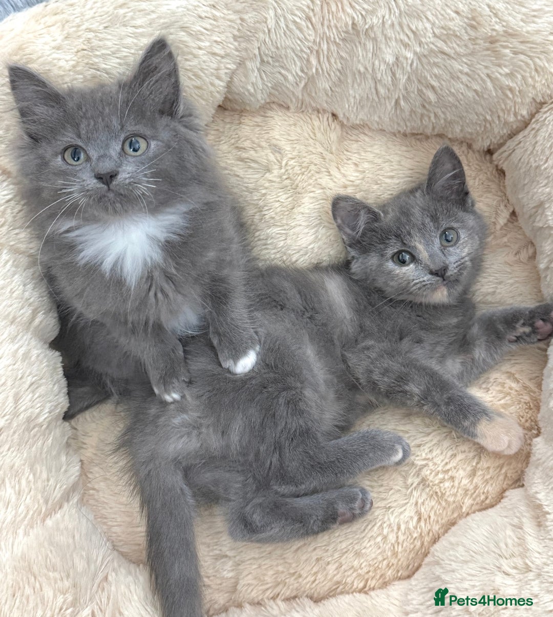 Mixed Breed cats for sale: BEAUTIFUL FLUFFY GREY KITTENS   - Image 14