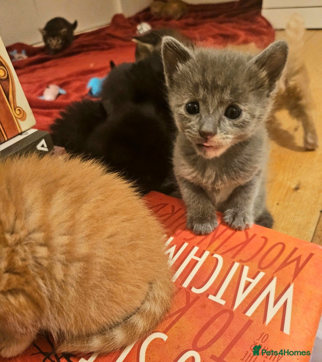 Mixed Breed cats for sale: Elven Bengal Mixes - Advert 20