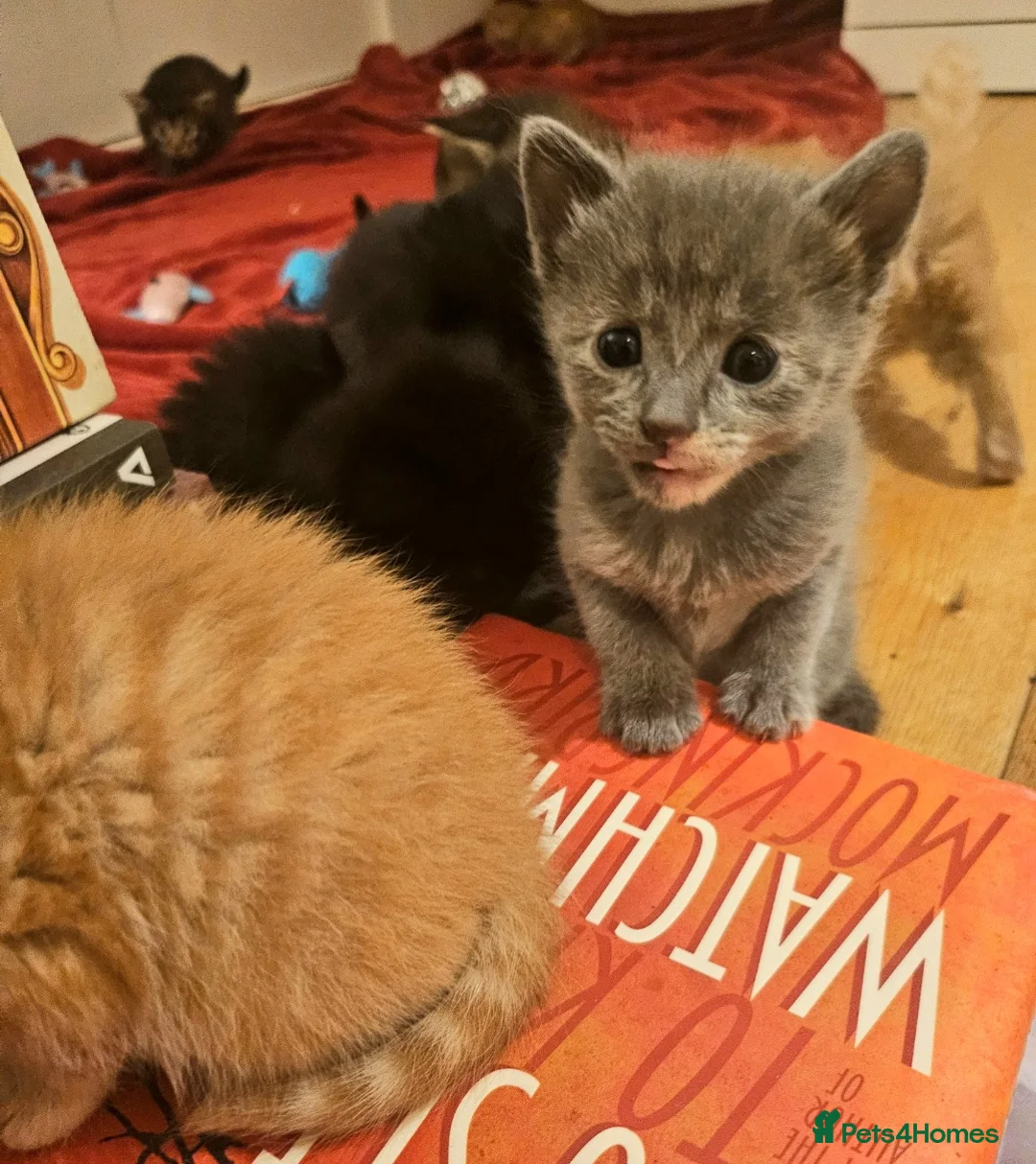 Mixed Breed cats for sale: Elven Bengal Mixes - Advert 20