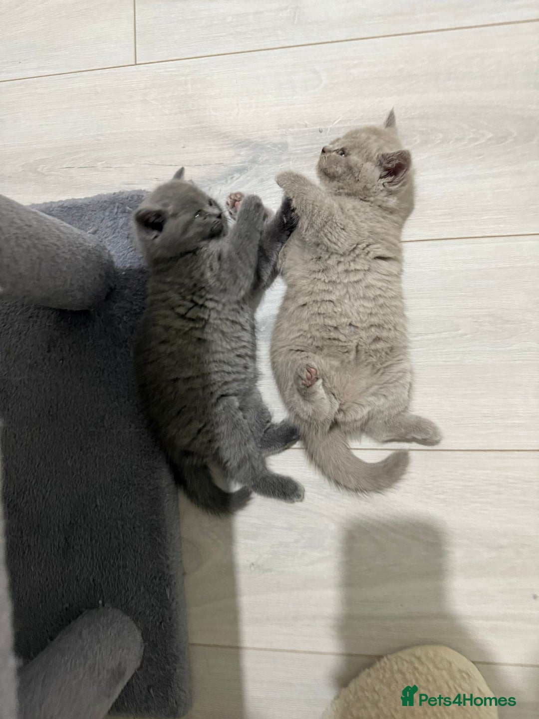 British Shorthair cats for sale: British shorthair kitten - Advert 4