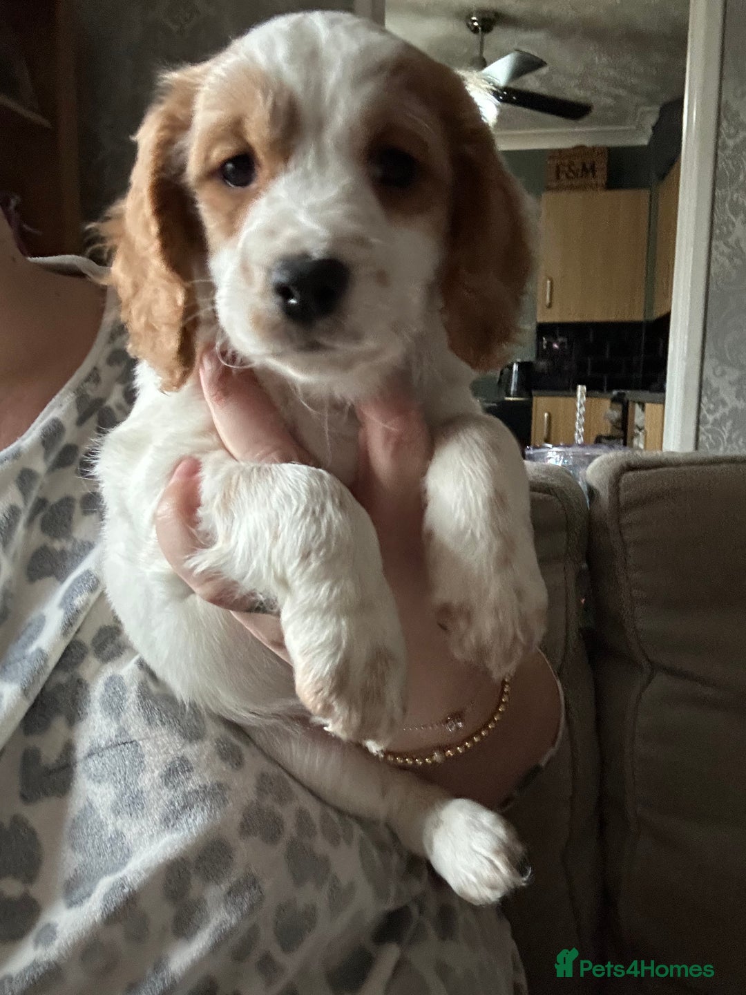 Cockapoo dogs for sale: 🐾🐶stunning f1 cockapoo pups for sale🐶🐾  - Advert 3