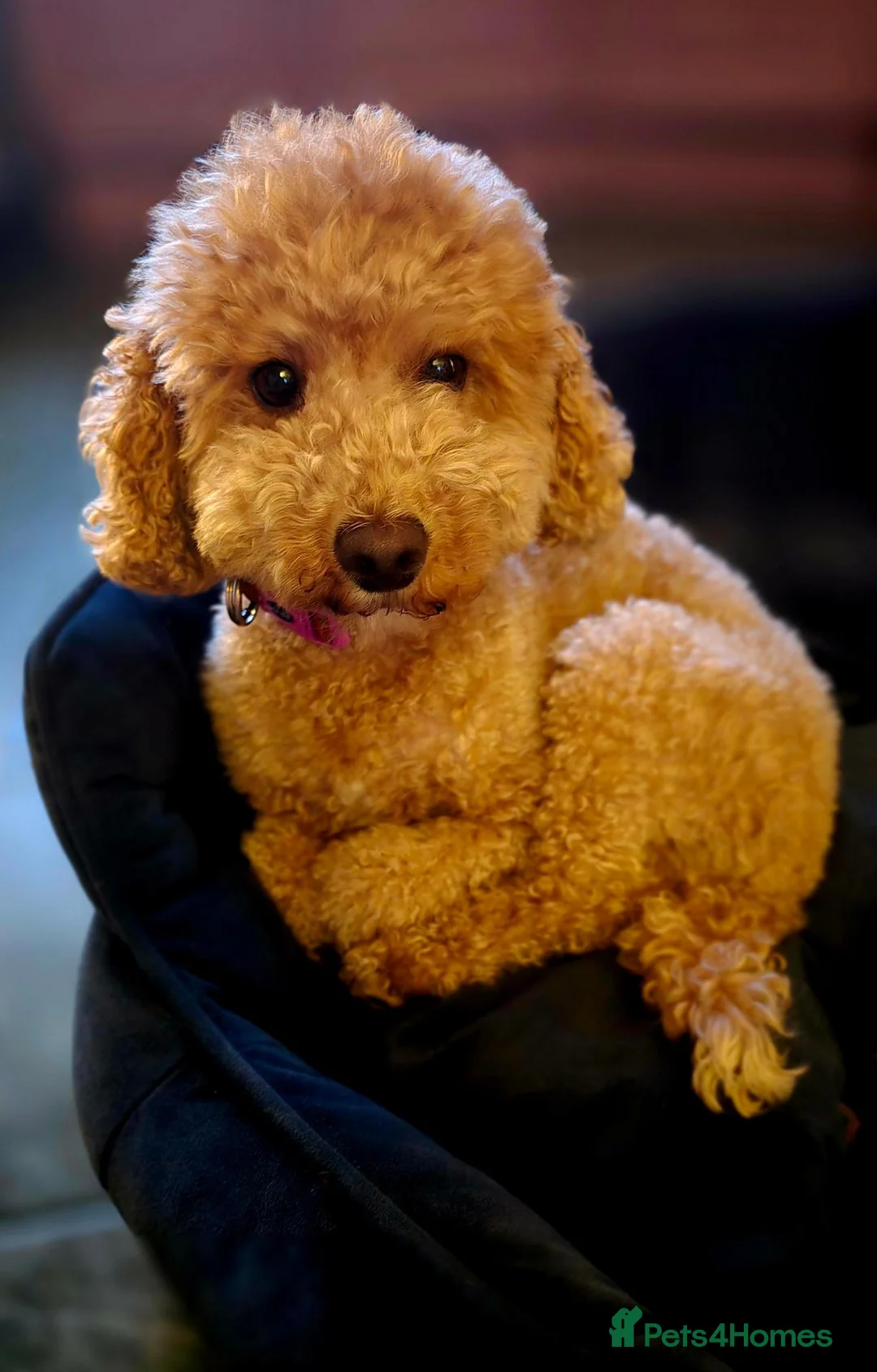 Miniature Poodle dogs for sale: 💛❤️ Miniature Poodle Puppies Due Mid October 💛❤️ - Advert 2