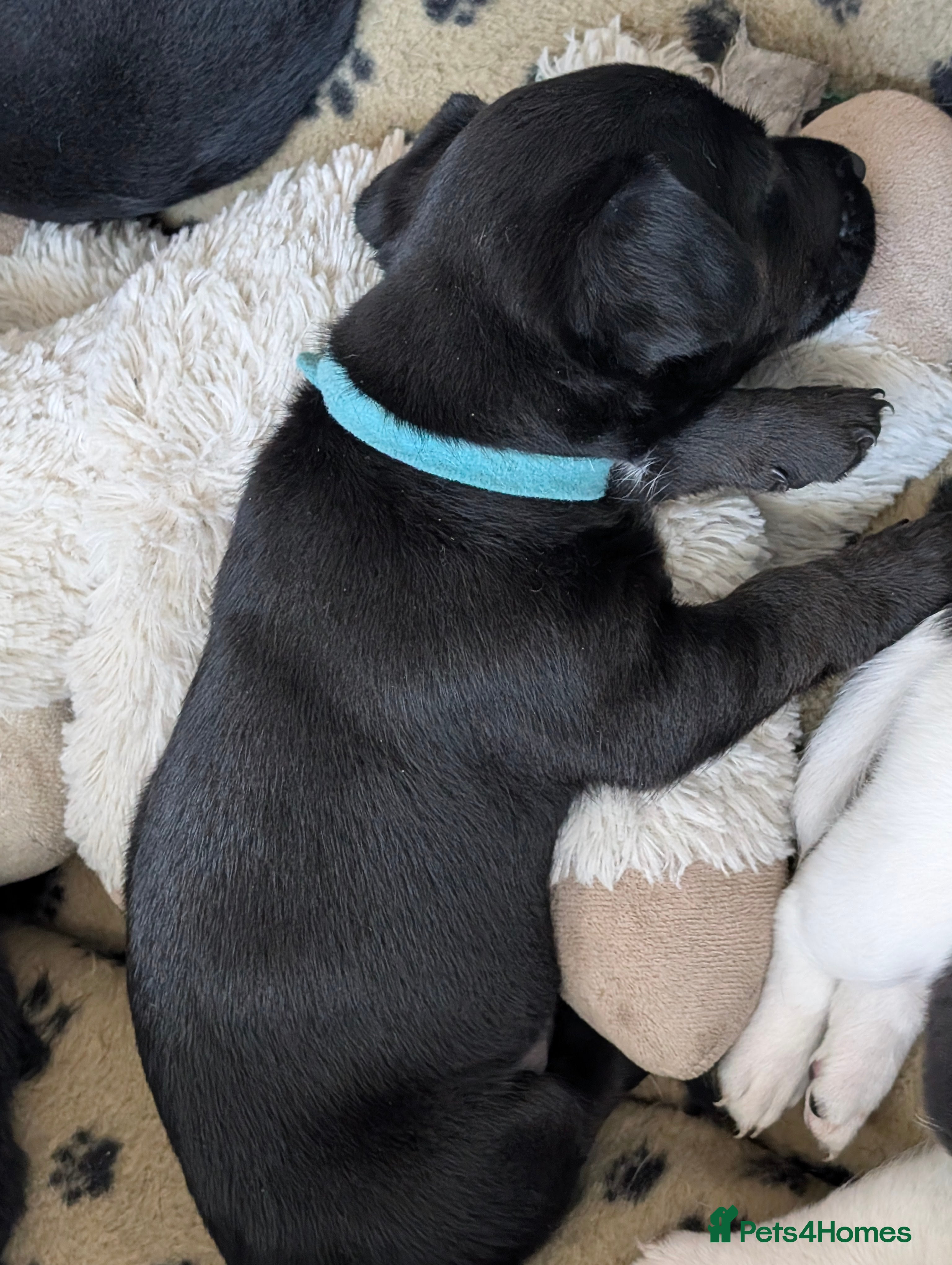 Jack Russell dogs Small Jack Russell puppies - Advert 2