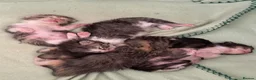 Mixed Breed cats for sale: 5 gorgeous kittens - Advert 14