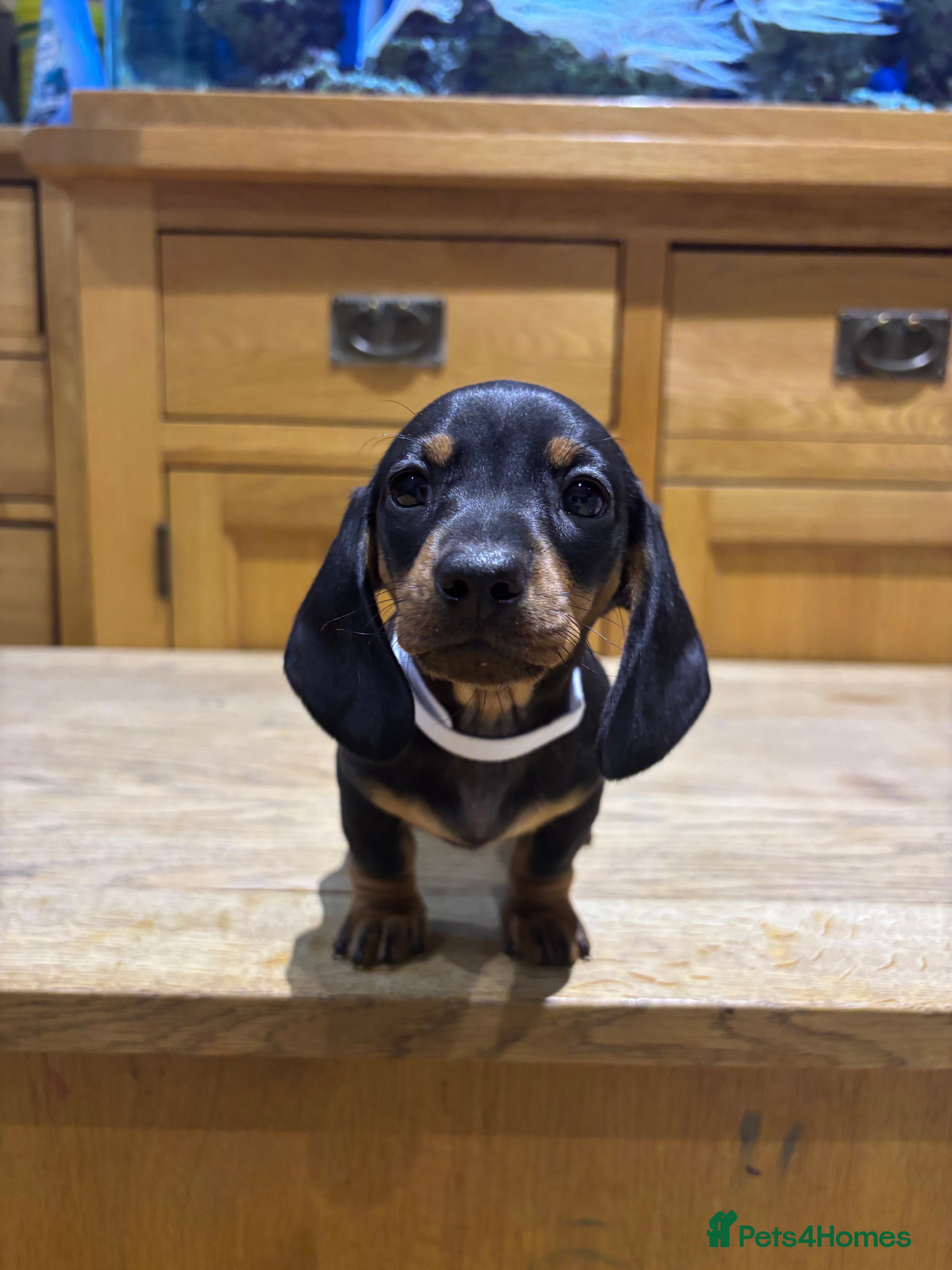 Miniature Dachshund dogs Miniature dachshunds  - Advert 12