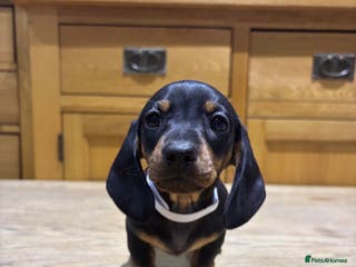 Miniature Dachshund dogs Miniature dachshunds ready for new homes 🤍 - Advert 14