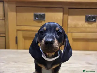 Miniature Dachshund dogs Miniature dachshunds ready for new homes 🤍 - Advert 8