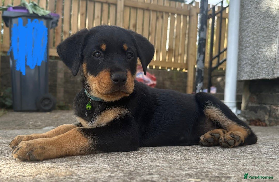 Rottweiler dogs for sale: Healthy Rottweiler puppies ready now  - Image 7