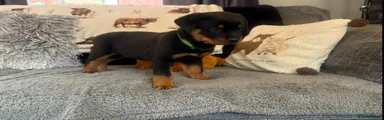 Rottweiler 1