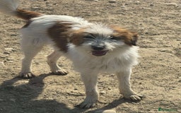 Mixed Breed dogs for adoption: 💝 YOUNG, SMALL AND CUTE ROBERT 🐾🐾NEEDS A FAMILY - Image 1