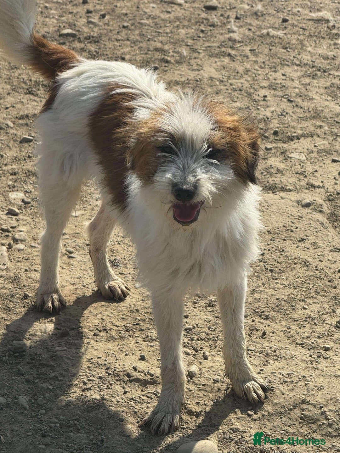 Mixed Breed dogs for adoption: 💝 YOUNG, SMALL AND CUTE ROBERT 🐾🐾NEEDS A FAMILY - Image 1